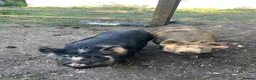 Pig livestock for sale: Kune Kune gilts for sale - Advert 2