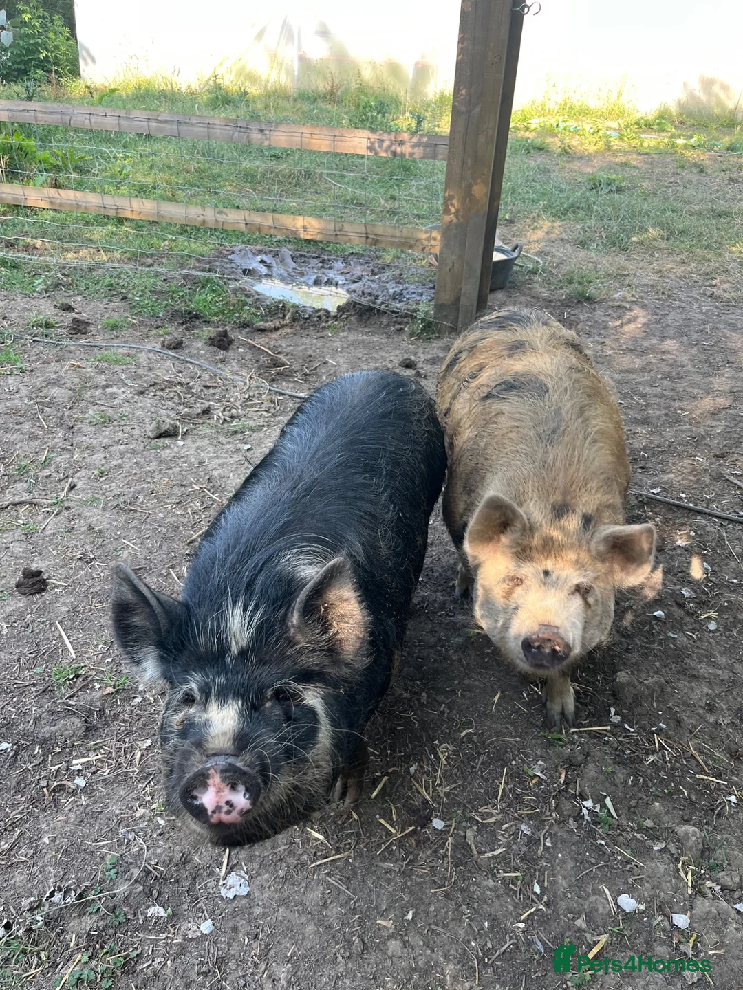 Pig livestock for sale: Kune Kune gilts for sale - Advert 2
