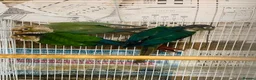 Conures birds for sale: Conures for sale  in Milton Keynes - Advert 5