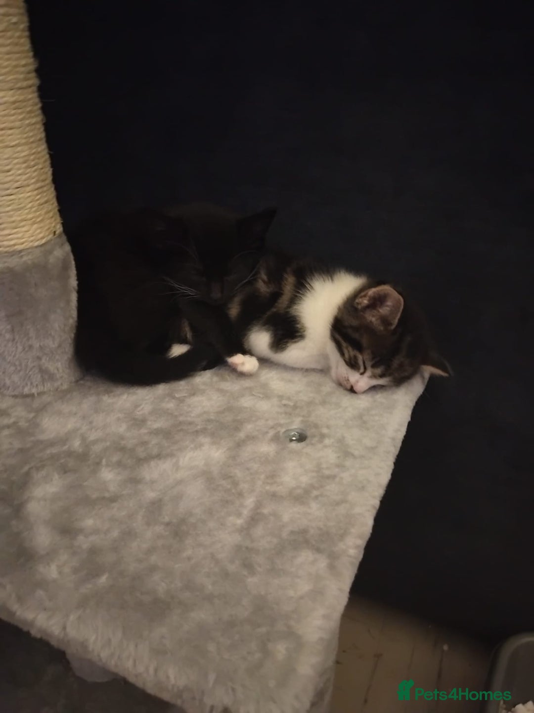 Mixed Breed cats for sale: 4 Lovely Kittens - Advert 10
