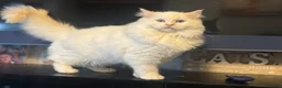 Ragdoll cats for sale: Ready Now  GCCF/TICA Purebred Reg Ragdoll Kittens - Advert 10