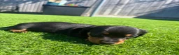 Miniature Dachshund dogs for sale: 3 beautiful Black and Tan miniature dachshunds 🐾 - Advert 6