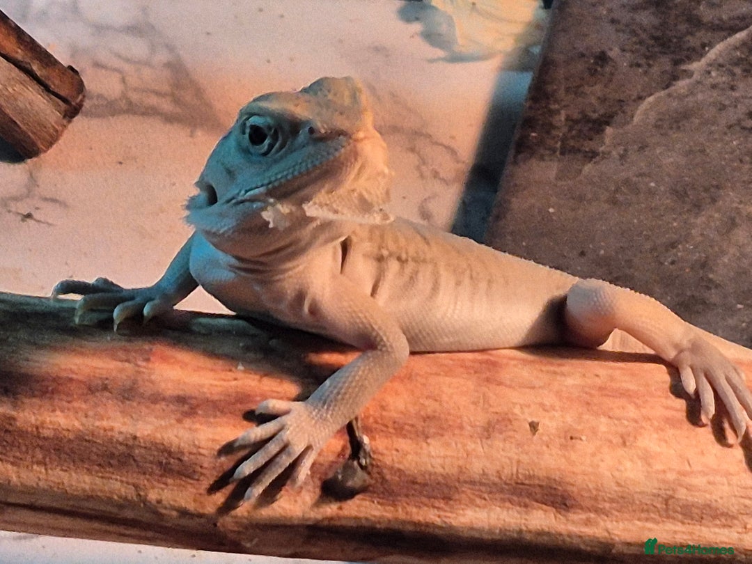 Bearded Dragon reptiles for sale: Bearded dragons  babies  - Advert 32