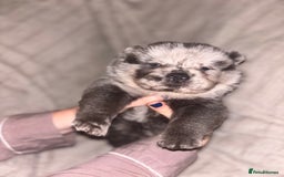 Chow Chow dogs for sale: Merle Chow Chow Pups 🐻 - Image 12