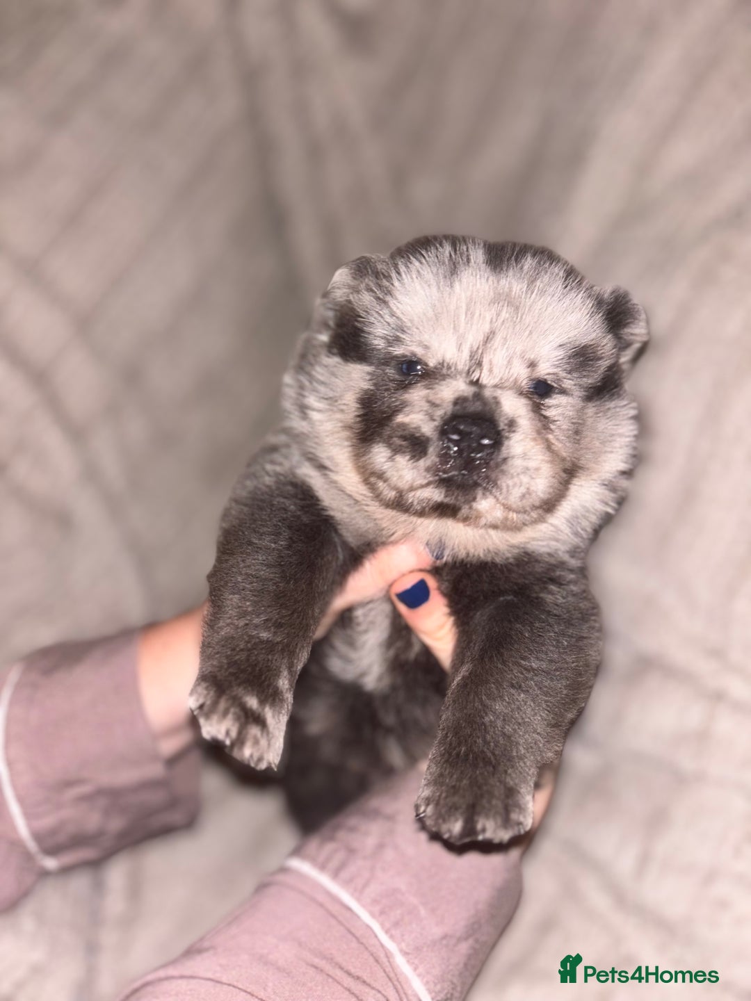 Chow Chow dogs for sale: Merle Chow Chow Pups 🐻 - Image 12
