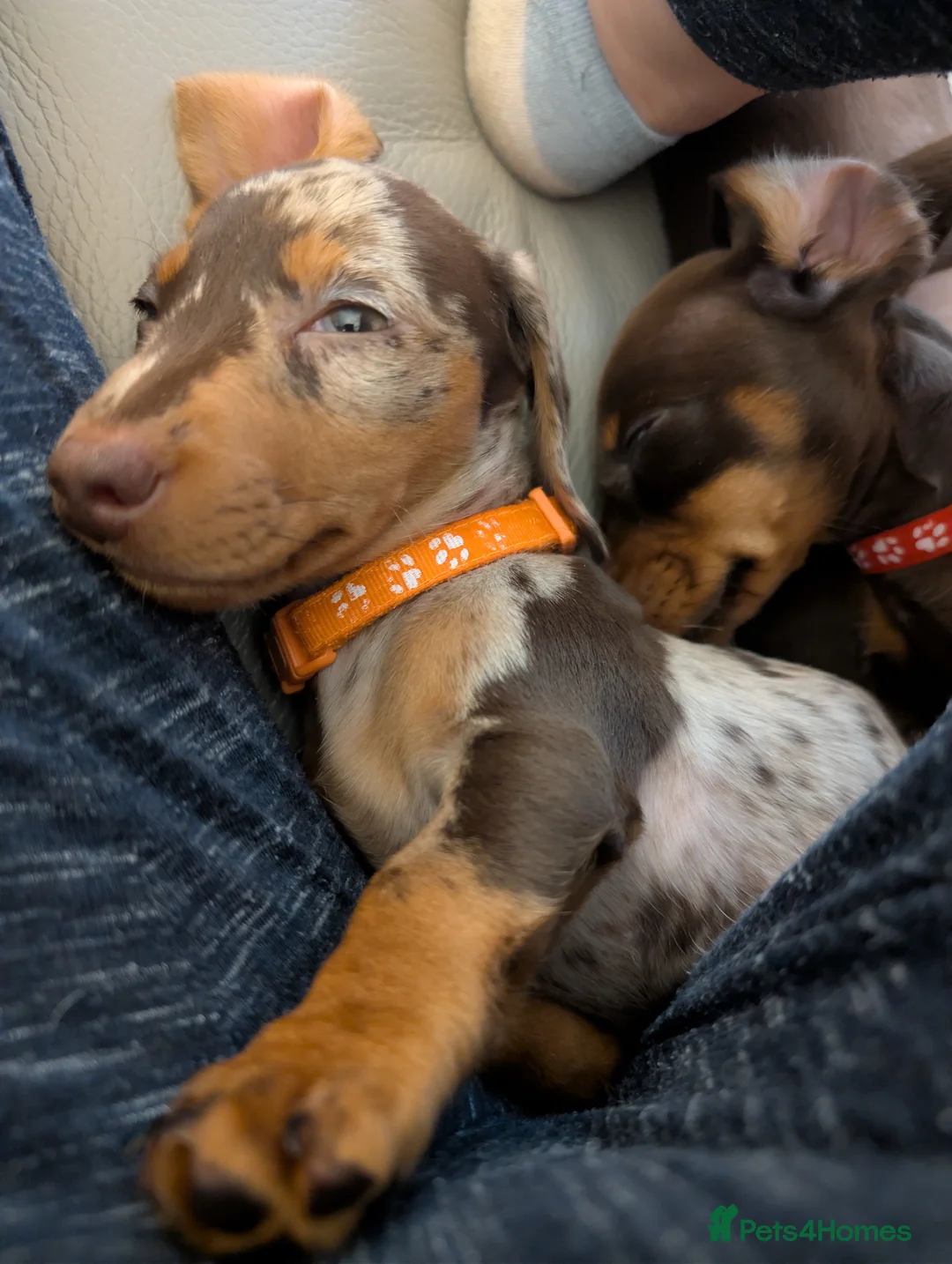 Miniature Dachshund dogs for sale: Miniature Dachshund Ready Now - Advert 23