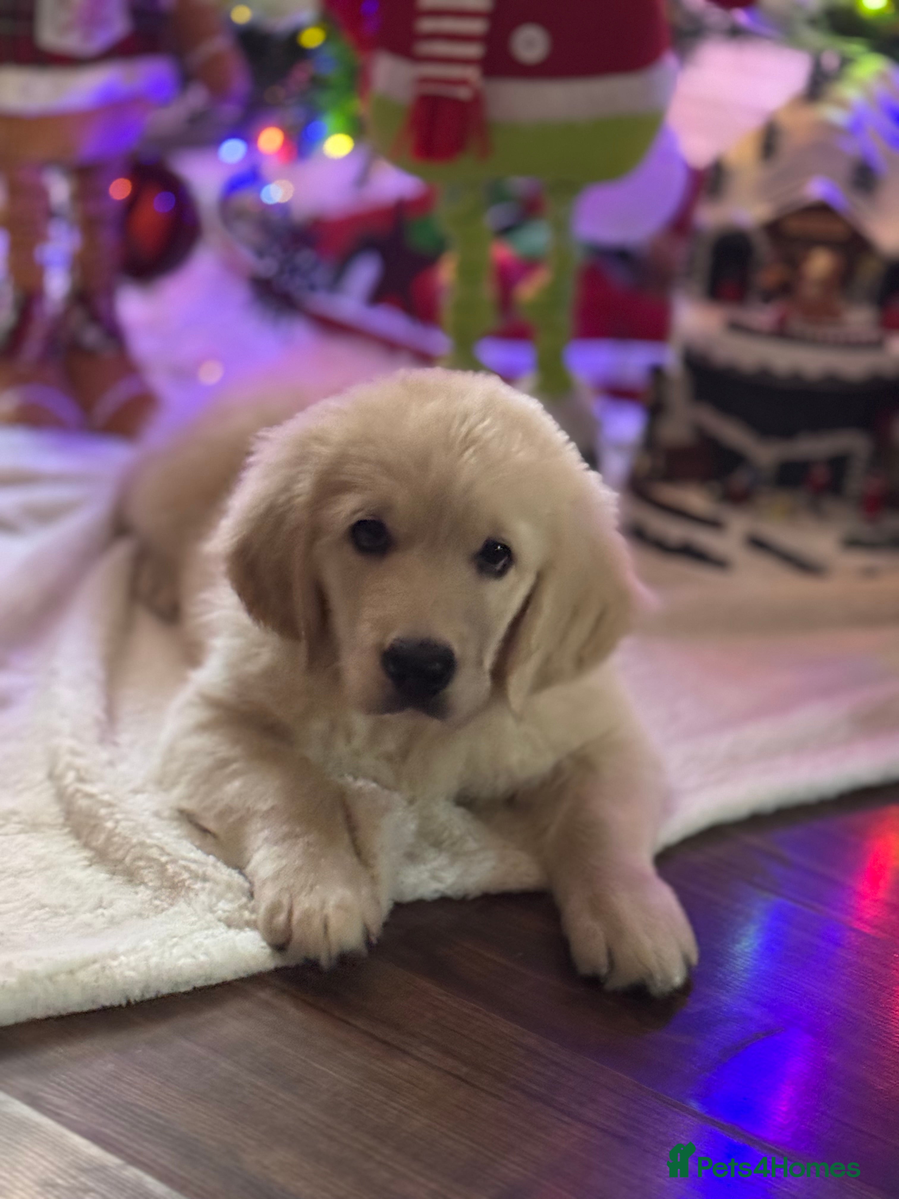 Golden Retriever dogs Beautiful Golden Retriever puppies KC - Advert 1