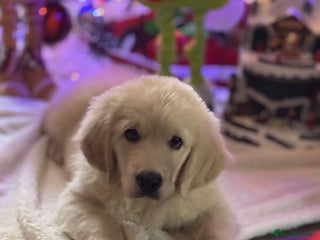 Golden Retriever dogs Beautiful Golden Retriever puppies KC - Advert 1