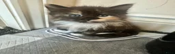 Mixed Breed cats for sale: 4 kittens looking for a forever home - Advert 5