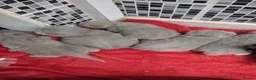British Shorthair cats for sale: Lilac British shorthair kittens - Advert 14
