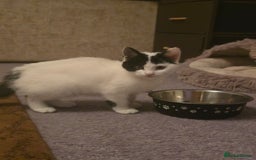 Domestic Shorthair cats for sale: Black and white Kitten come with  ** s  - Image 4