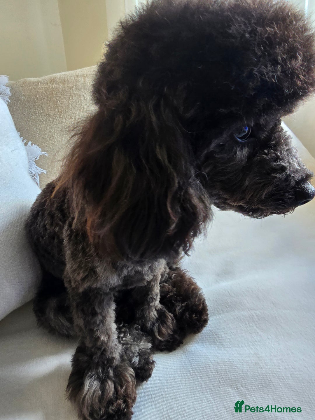 Toy Poodle dogs for sale: Asian toy poodle  - Image 4