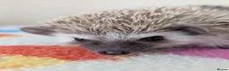 Pygmy Hedgehog rodents for sale: Beautiful Female Hoglets Ready Now 8 weeks old!!! - Advert 8