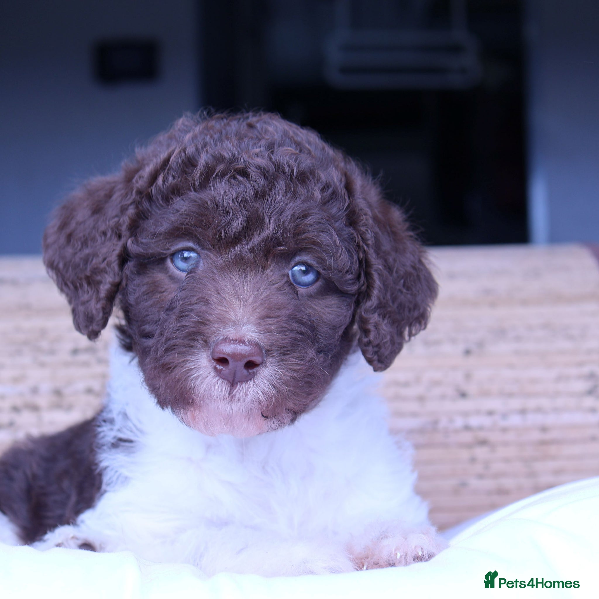 Labradoodle dogs Stunning F1b Standard Labradoodles Unique Parti - Advert 6