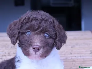 Labradoodle dogs Stunning F1b Standard Labradoodles Unique Parti - Advert 6