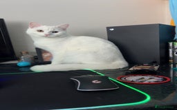 British Longhair cats for sale: White cat  for 20 pounds  - Image 1