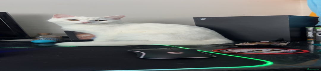 British Longhair Kitten 1