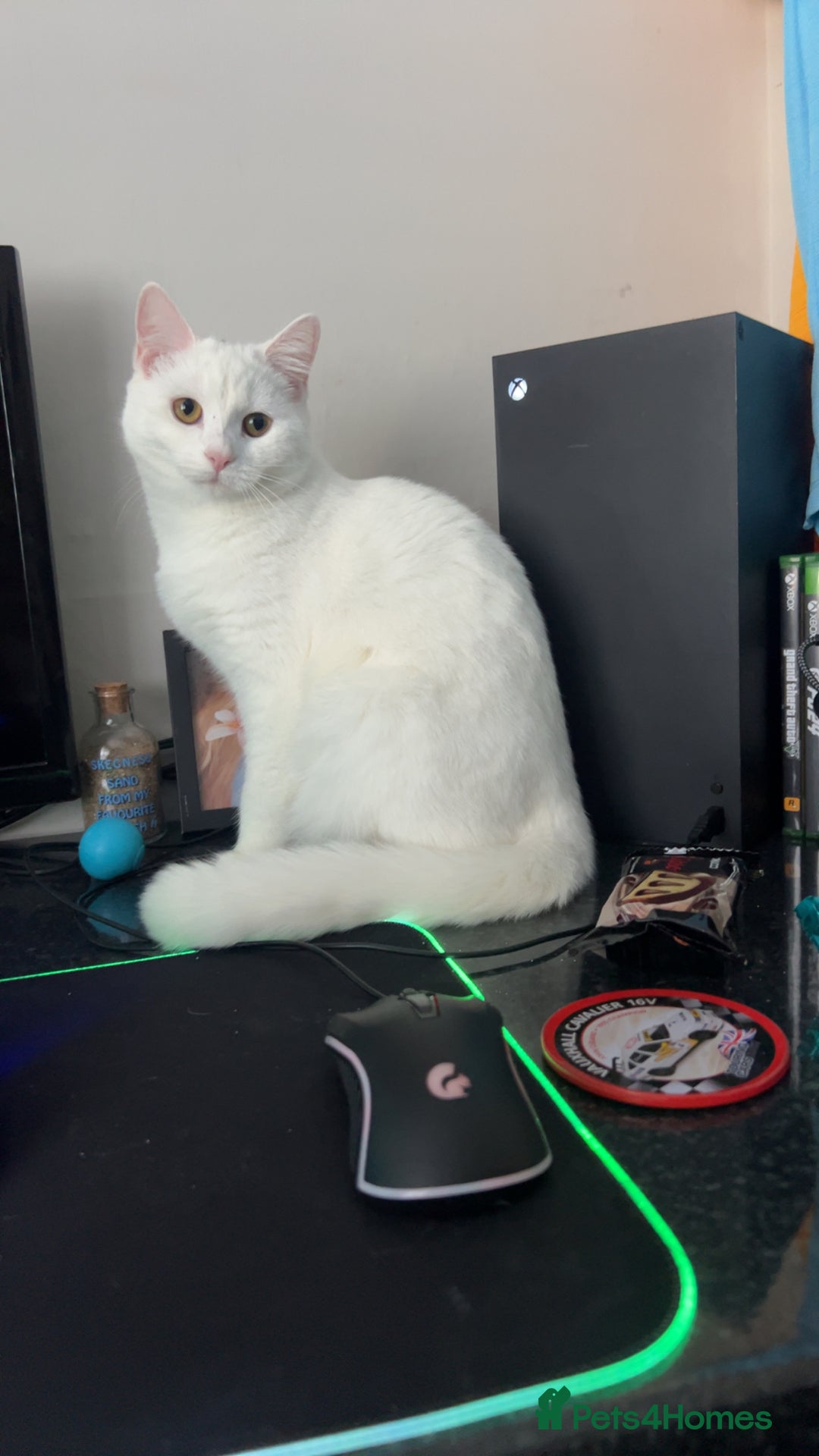 British Longhair cats for sale: White cat  for 20 pounds  - Image 1