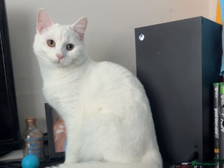 British Longhair cats for sale - Advert 2