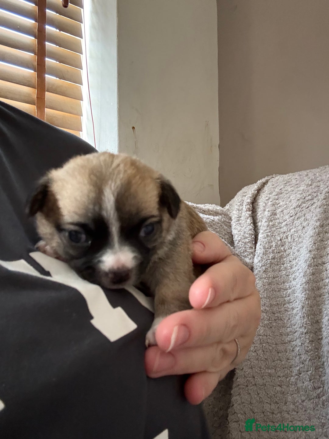 Chug dogs for sale: Chihuahua/chug puppies - Image 2