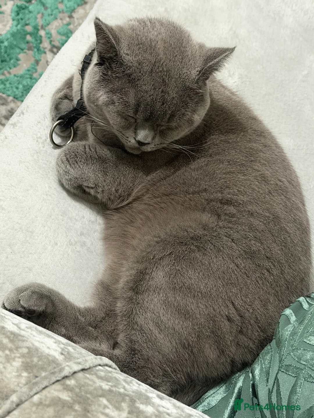 British Shorthair cats for sale: Beautiful British Shorthair Male - Advert 2