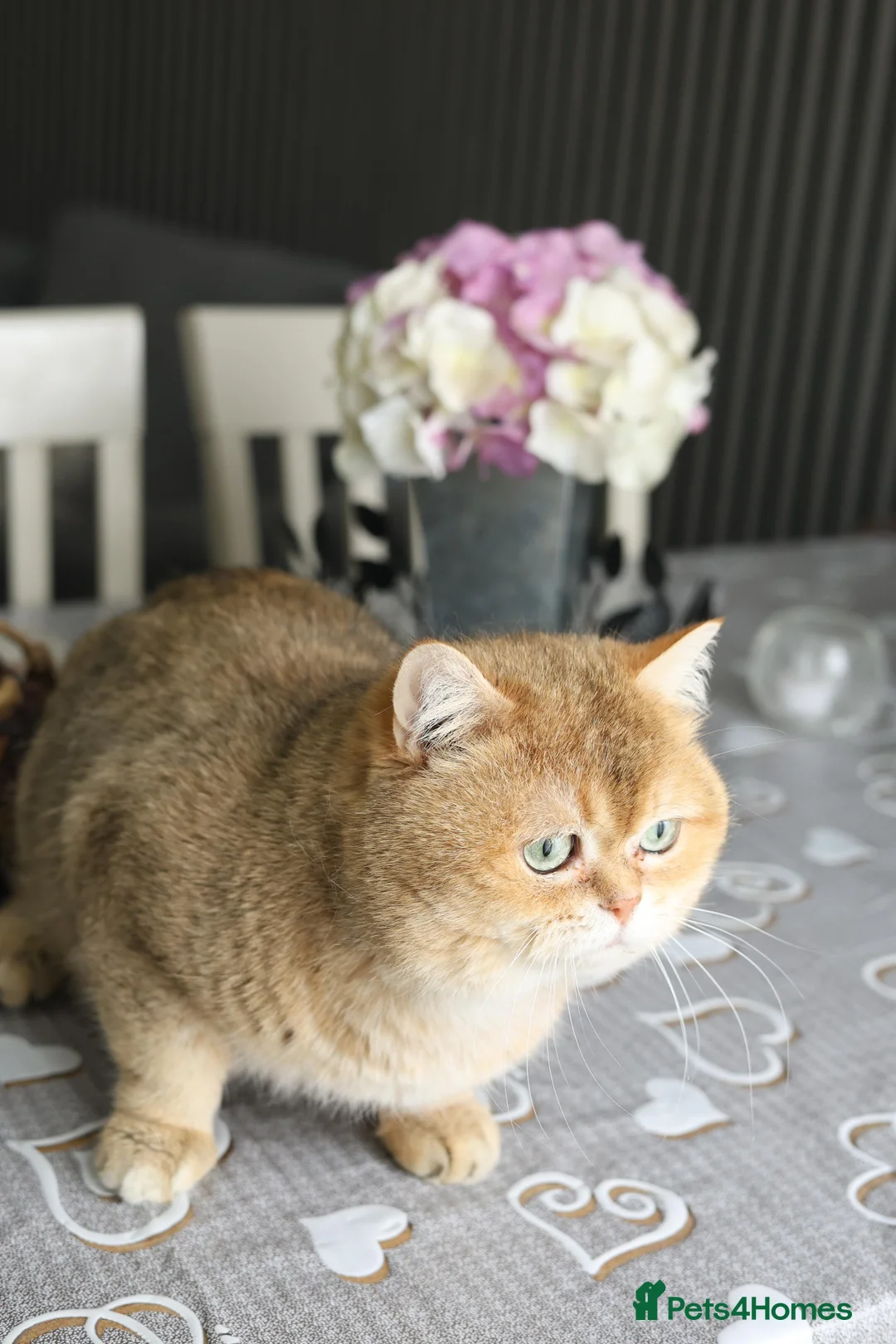 British Shorthair cats for stud: British shorthair Gold Ny12 in Nottingham - Advert 11