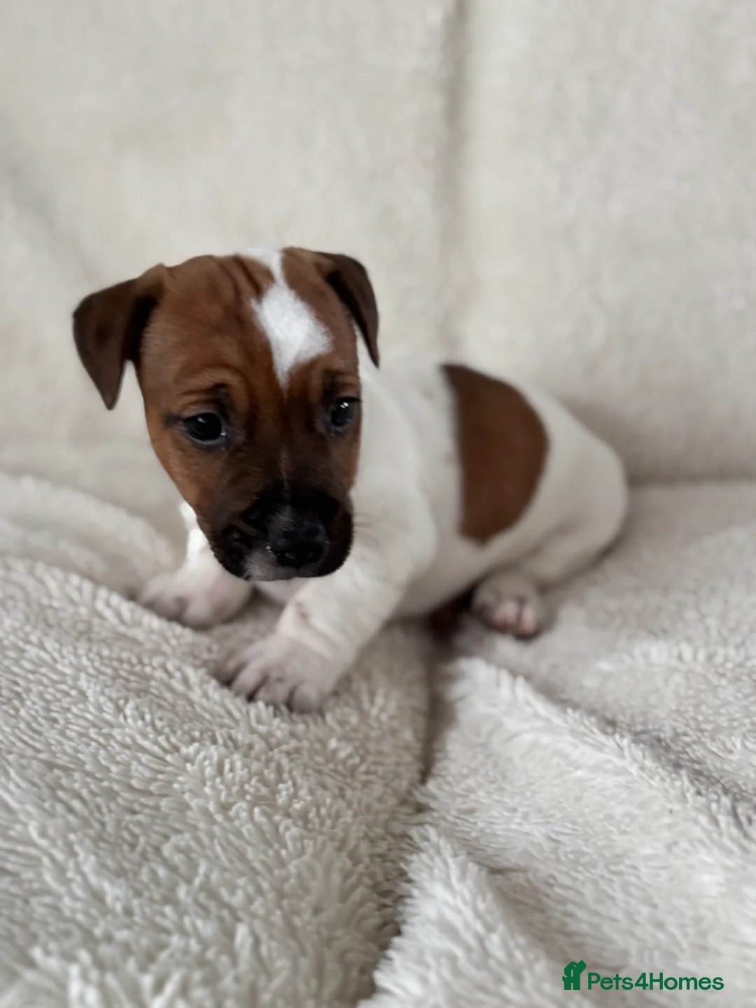Jack Russell dogs for sale: Smooth coated tan and white jack Russel  - Advert 6