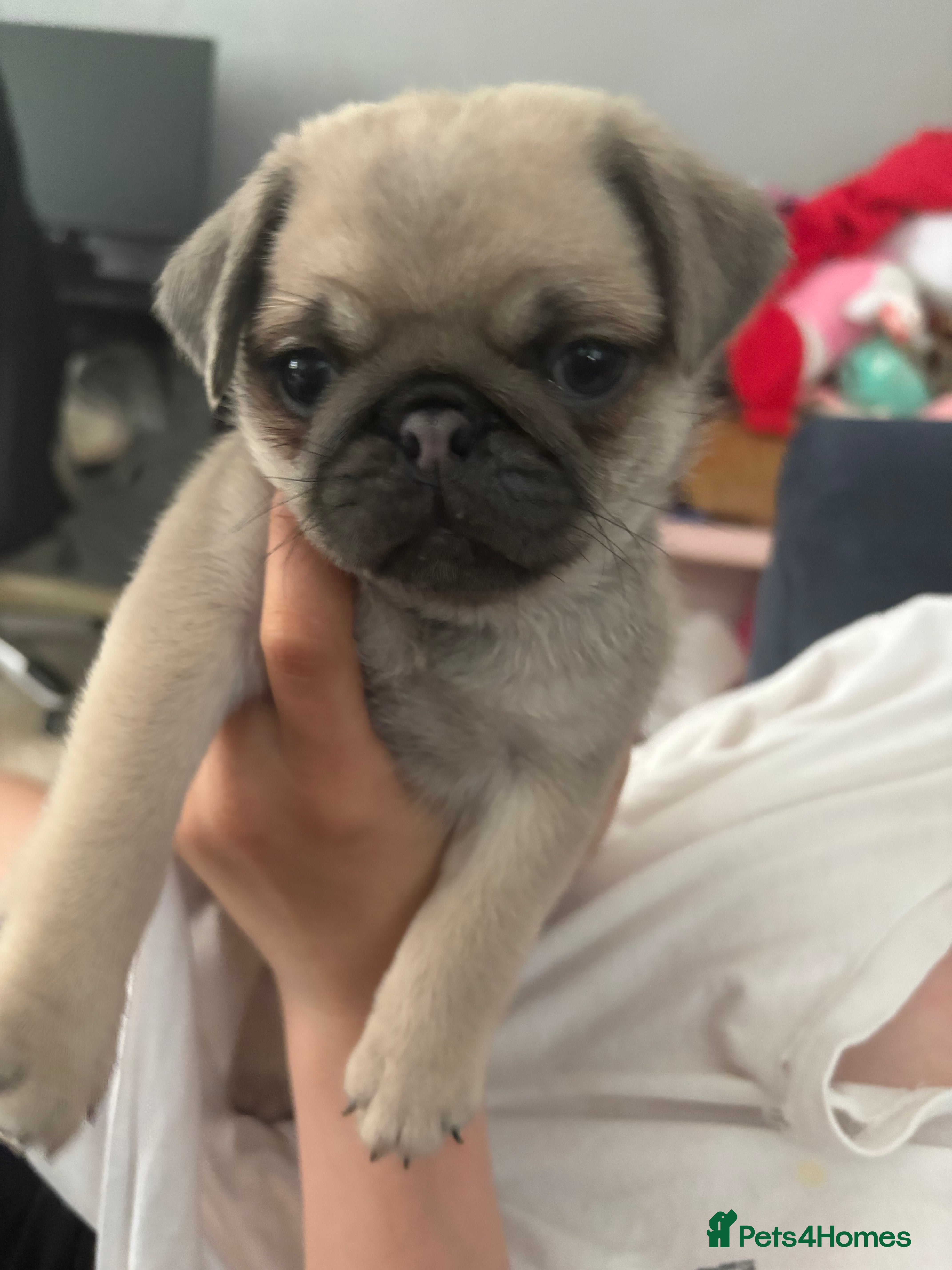 Pug dogs Champion blood line pups  - Advert 2