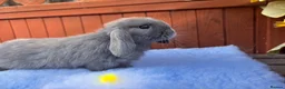 Mini Lop rabbits for sale: Mini Lop Babies  in Stockton-on-Tees - Advert 13