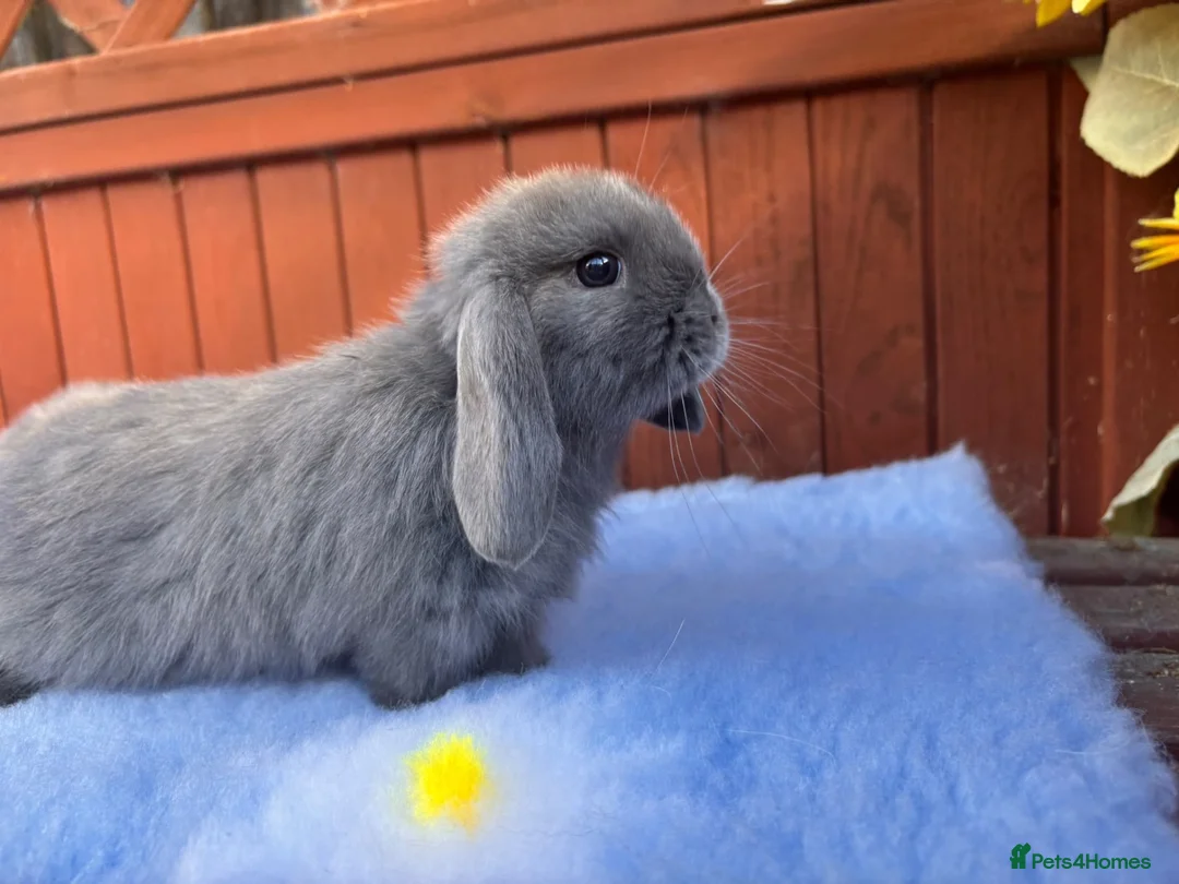 Mini Lop rabbits for sale: Mini Lop Babies  in Stockton-on-Tees - Advert 13