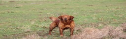 Golden Retriever dogs for stud: EXTENSIVELY health tested with excellent results! in Newark - Advert 9