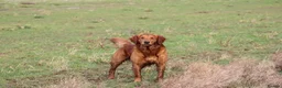 Golden Retriever dogs for stud: EXTENSIVELY health tested with excellent results! in Newark - Advert 9