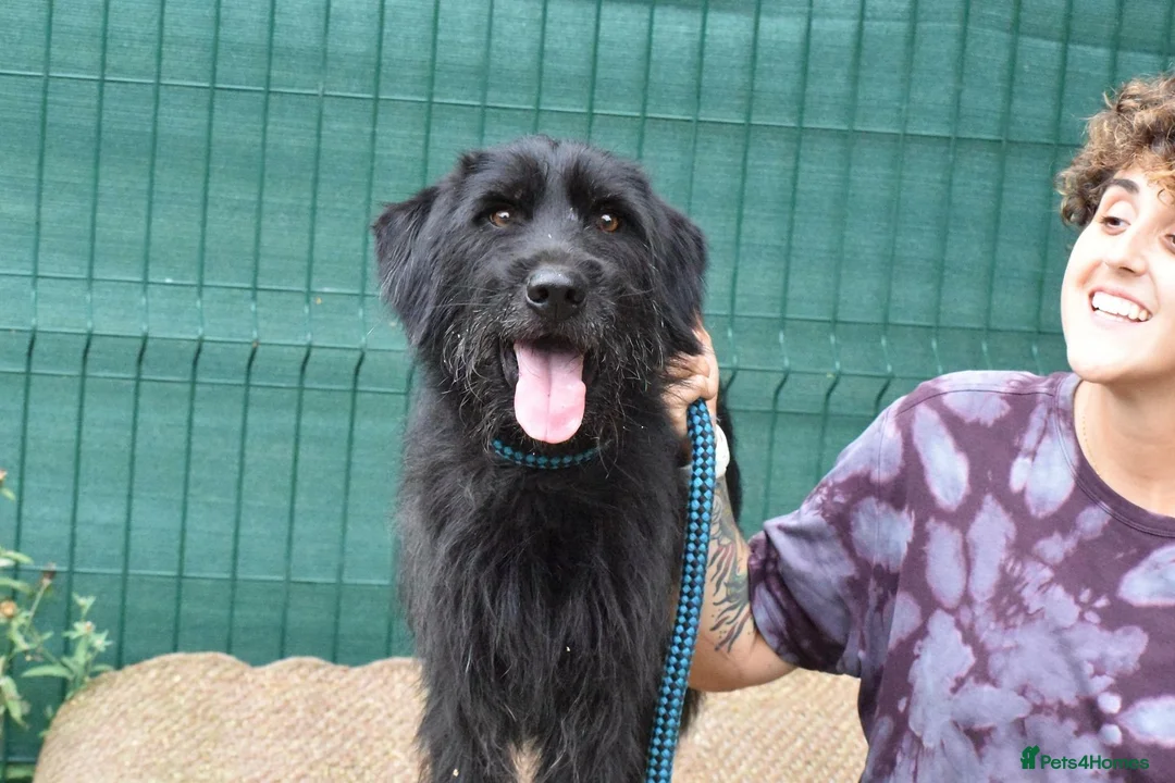 Mixed Breed dogs for adoption: Terron in Alfreton - Advert 1