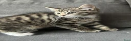 Mixed Breed cats for sale: 2 beautiful kitten  in Newcastle upon Tyne - Advert 5