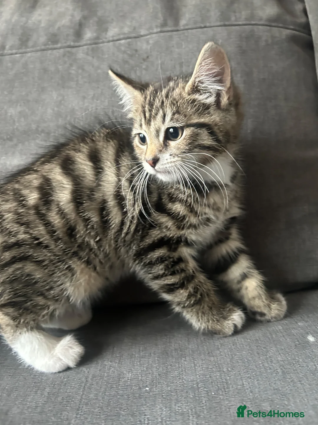 Mixed Breed cats for sale: 2 beautiful kitten  in Newcastle upon Tyne - Advert 5