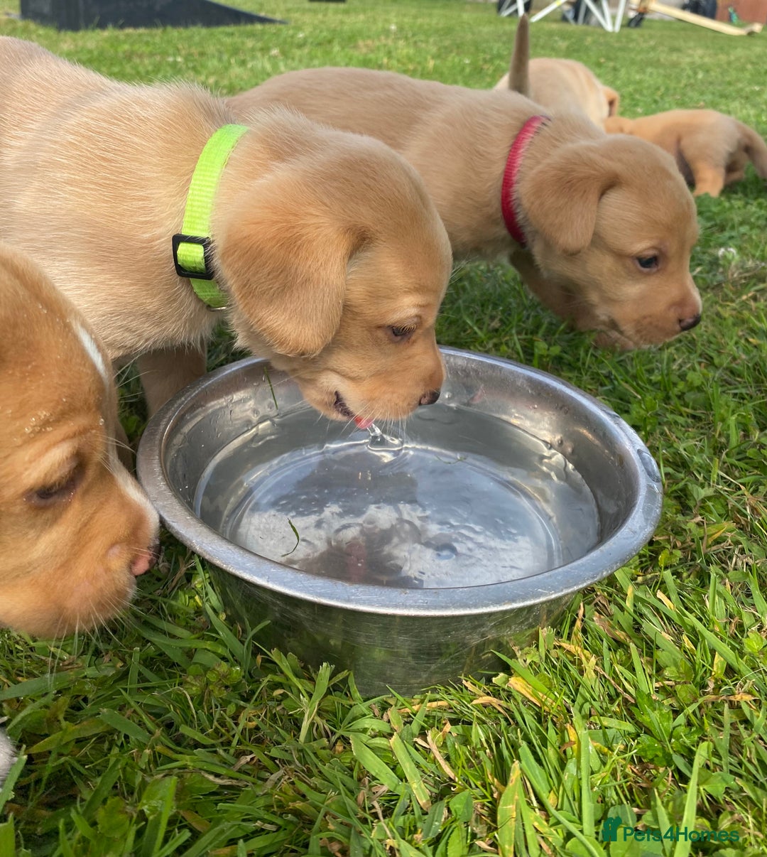 Labrador Retriever dogs for sale: Pedigree Labrador Pups - Image 2