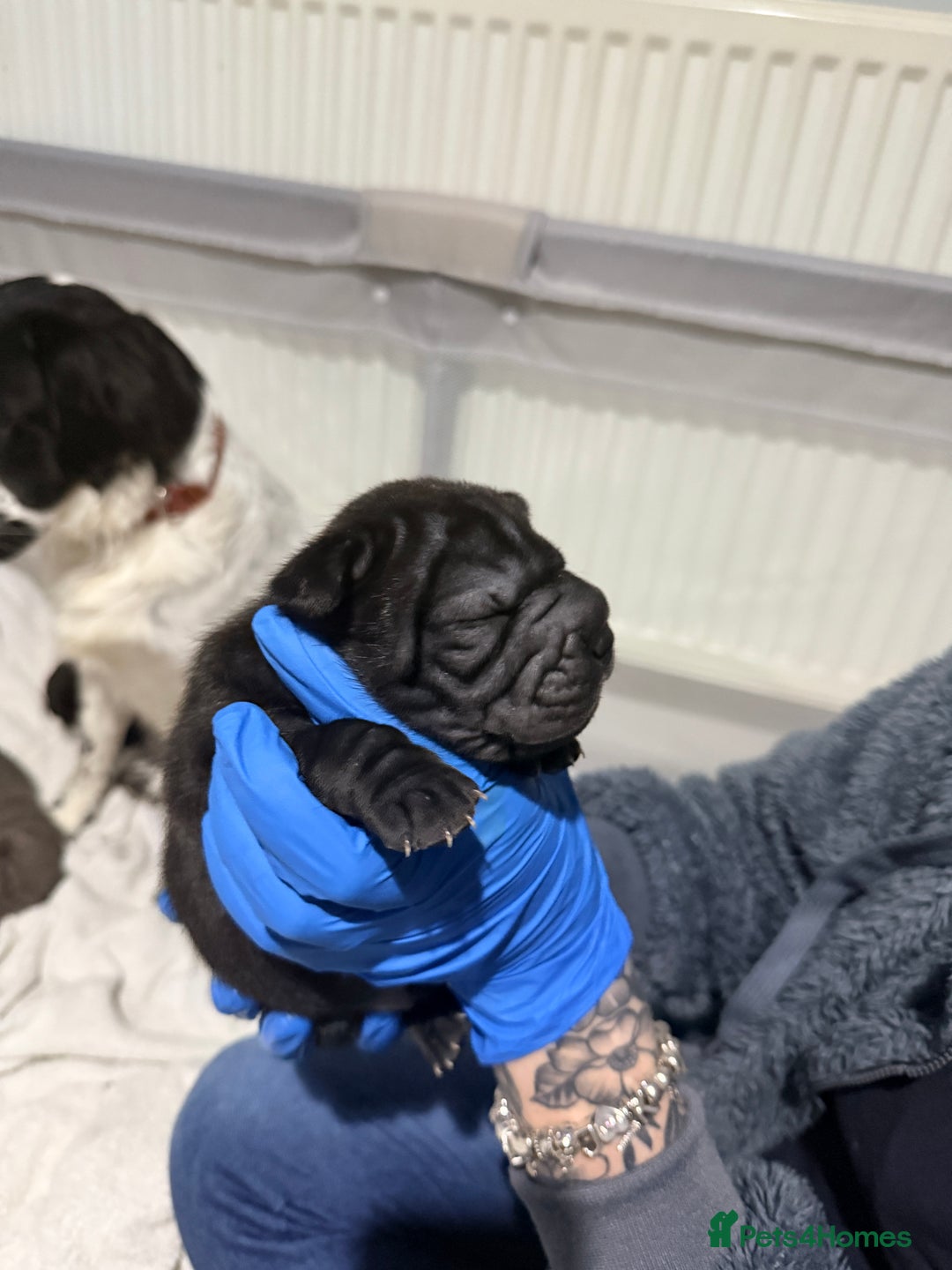 Mixed Breed dogs for sale: Beautiful cocker-Pei puppies - Advert 6
