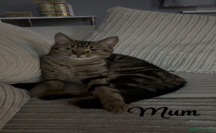 Siberian cats Beautiful British short hair x kittens  - Advert 2