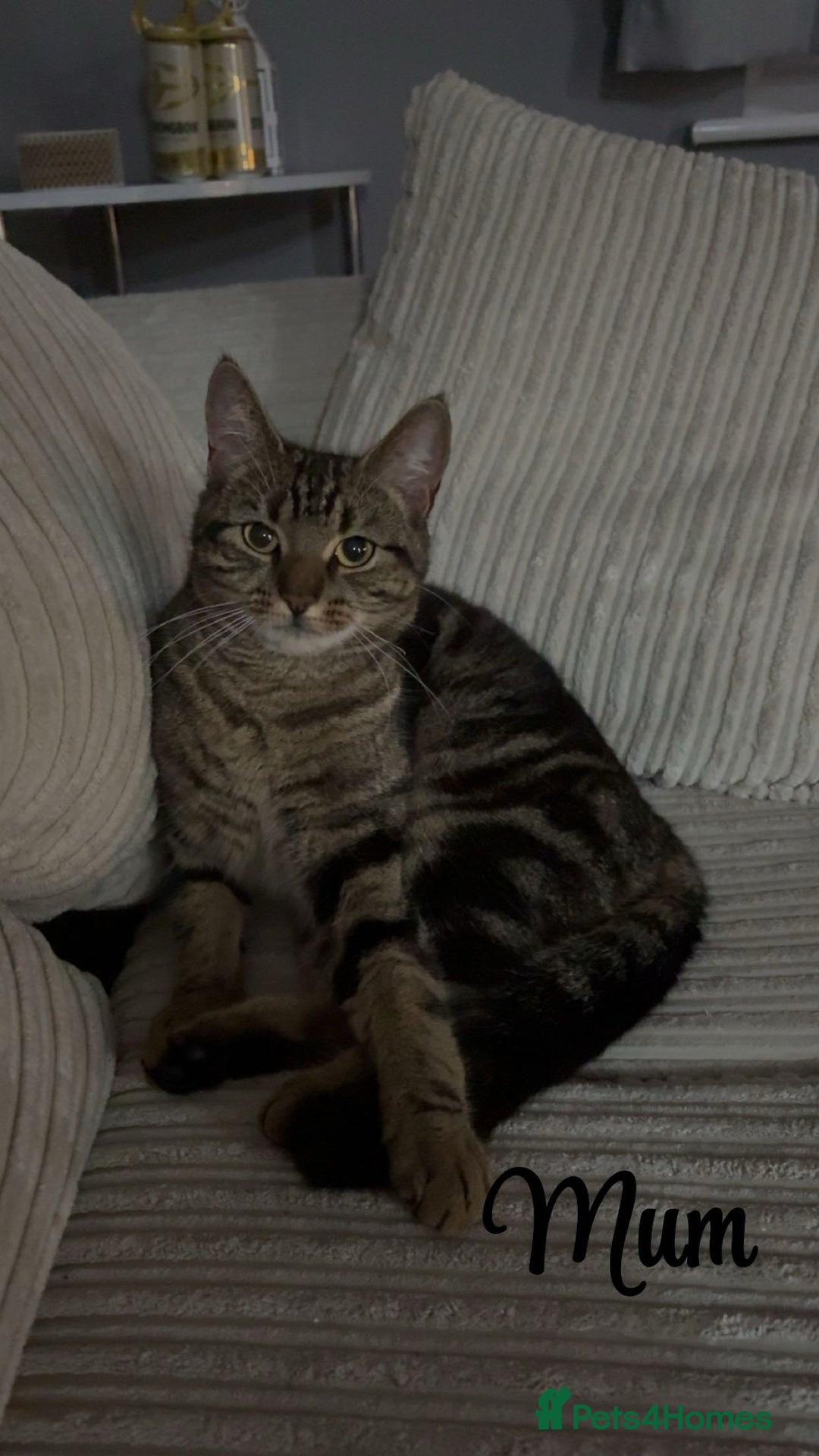 Siberian cats for sale: Beautiful British short hair x kittens  - Advert 1