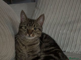 Siberian cats Beautiful British short hair x kittens - Advert 1