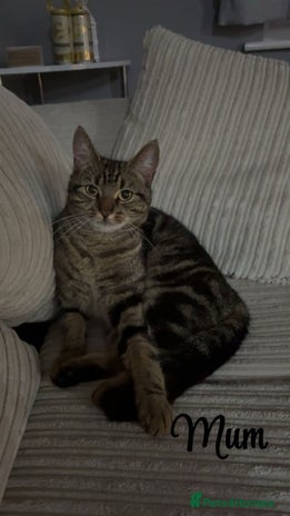 Siberian cats Beautiful British short hair x kittens - Advert 1