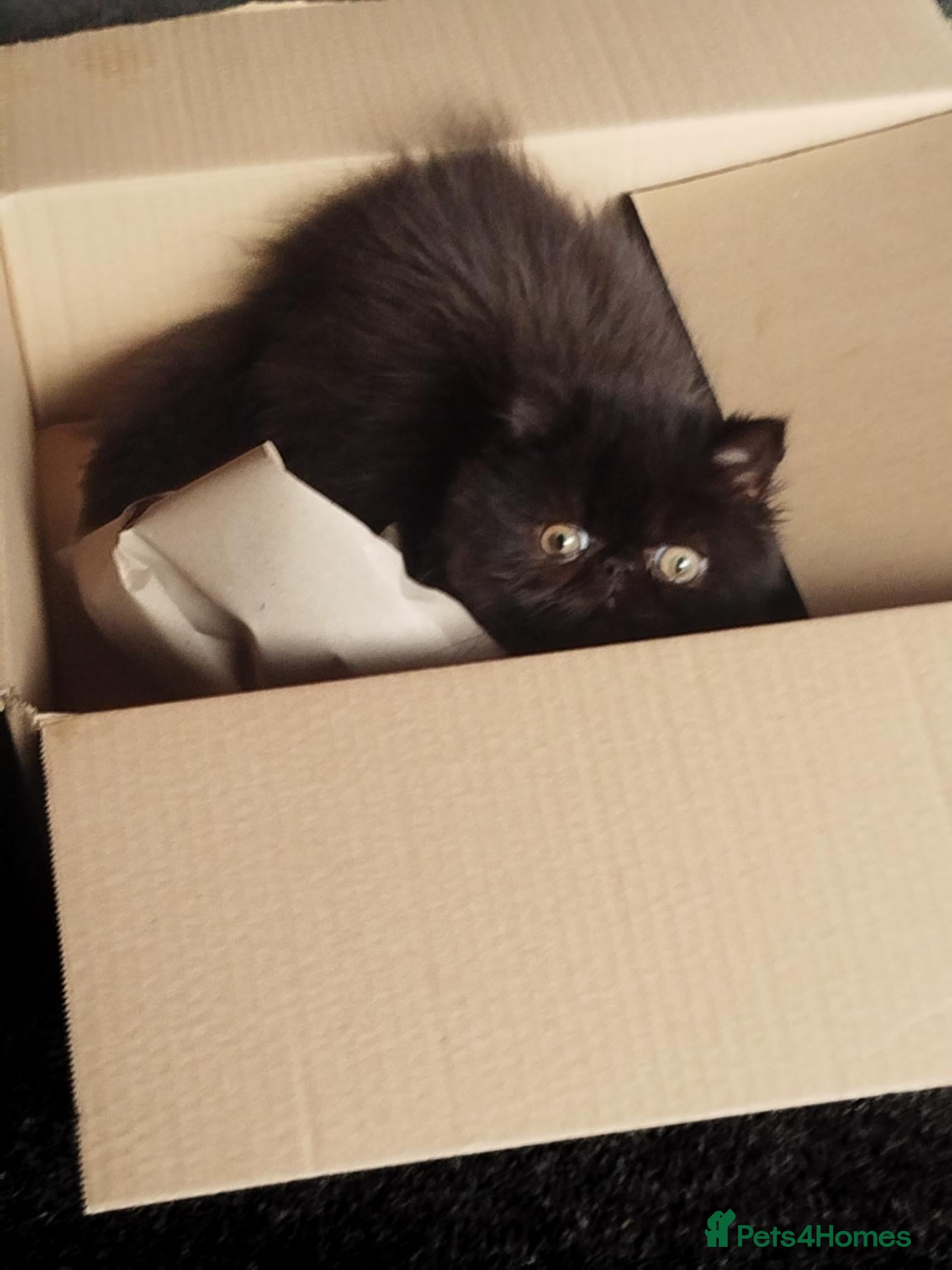 Persian cats Beautiful Black persian - Advert 1