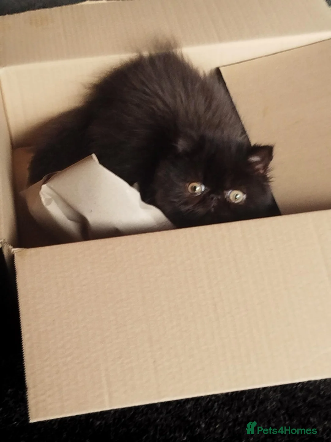 Persian cats for sale: Beautiful Black persian - Advert 1