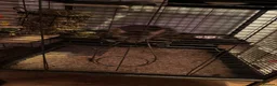 Chinchilla rodents for sale: Male chinchilla the most friendly little boy  in Lincoln - Advert 4
