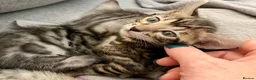 Bengal cats for sale: 4 gorgeous female Bengal kittens ready to reserve - Advert 8