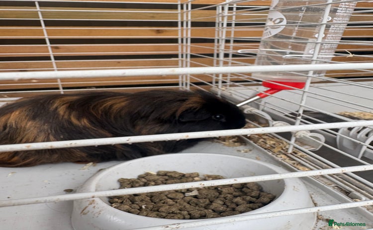 Guinea Pig rodents Guinea pig for sale! - Advert 3