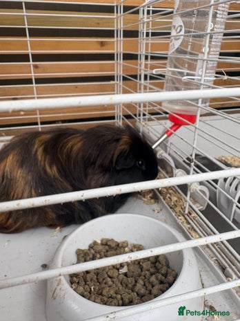 Guinea Pig rodents Guinea pig for sale! - Advert 3