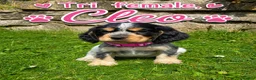 Cocker Spaniel dogs for sale: Adorable Show Type Cocker Spaniel puppies - Advert 7
