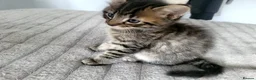 Mixed Breed cats for sale: Five beautiful kittens ready for their new home! - Advert 15