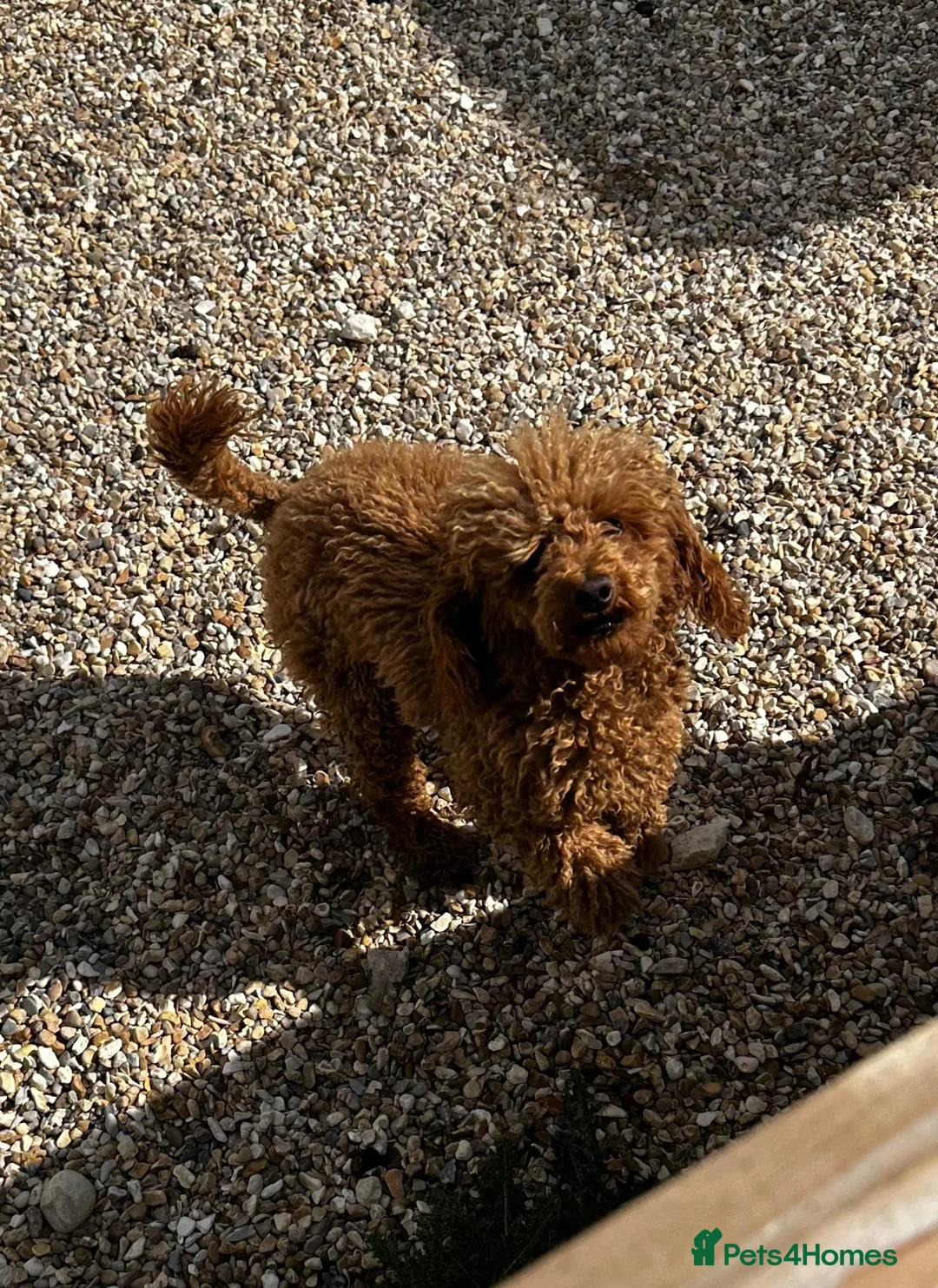Doxiepoo dogs for sale: Dachshund X Poodle in Fareham - Advert 2